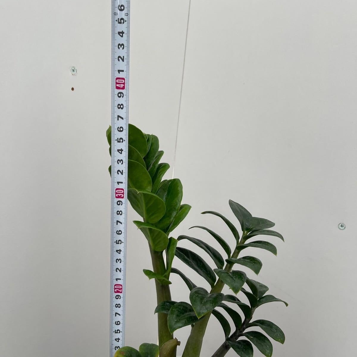 【観葉植物】　ザミオクルカス 受皿付 おしゃれ 観葉植物：金銭樹 ザミオクルカス鉢植え*鉢色選べる 受皿付